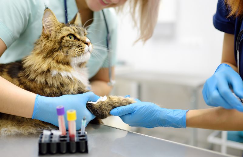 cat being held by vet and staff while they gather samples for tests