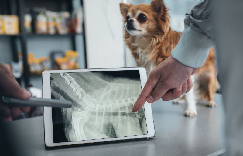 Ipad with x-ray and dog behind on the table