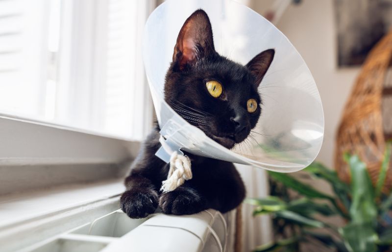 Cat sitting on a windowsill with a cone