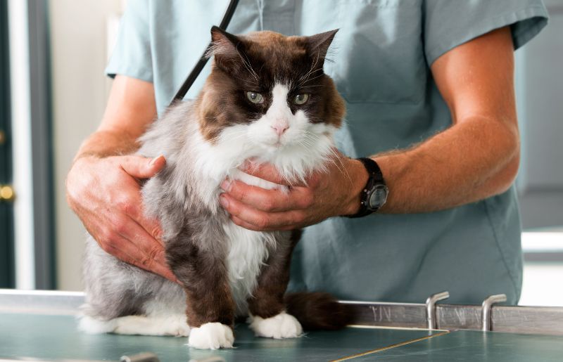 Cat being held by veterinary staff on exam table