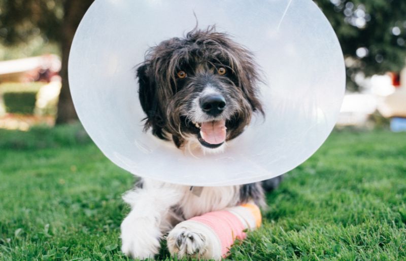 Dog sitting on the grass with a cone and a bandaged leg
