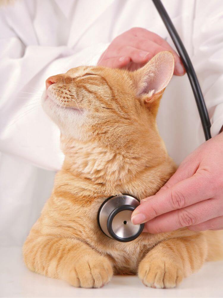 Vet using a stethoscope on a cat