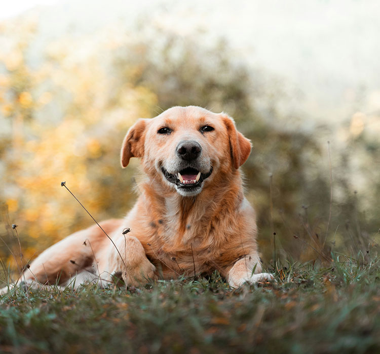 Dog Neutering Adirondack Veterinary Hospital