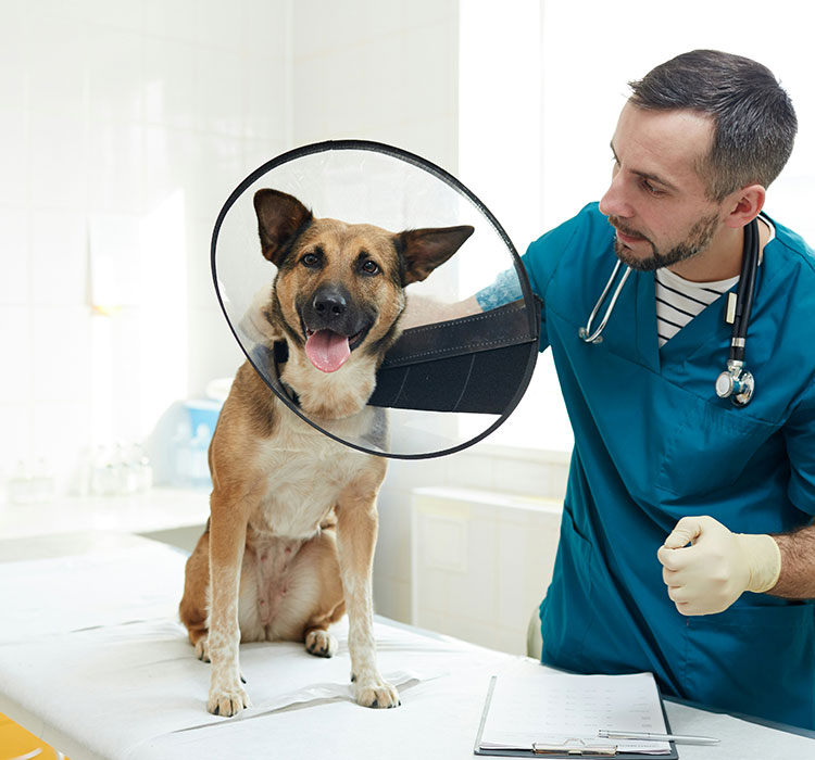Our In-House Lab Adirondack Veterinary Hospital