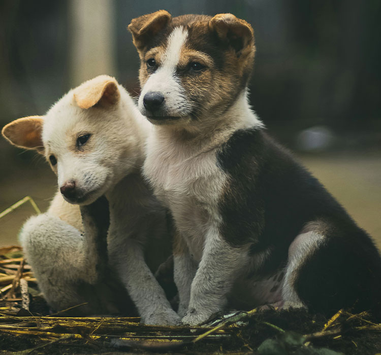 Parasite-Prevention-Adirondack-Veterinary-Hospital
