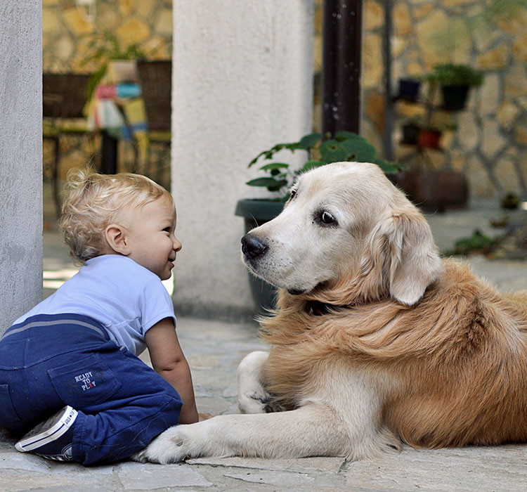 Parasite-Prevention Matters-Adirondack-Veterinary-Hospital