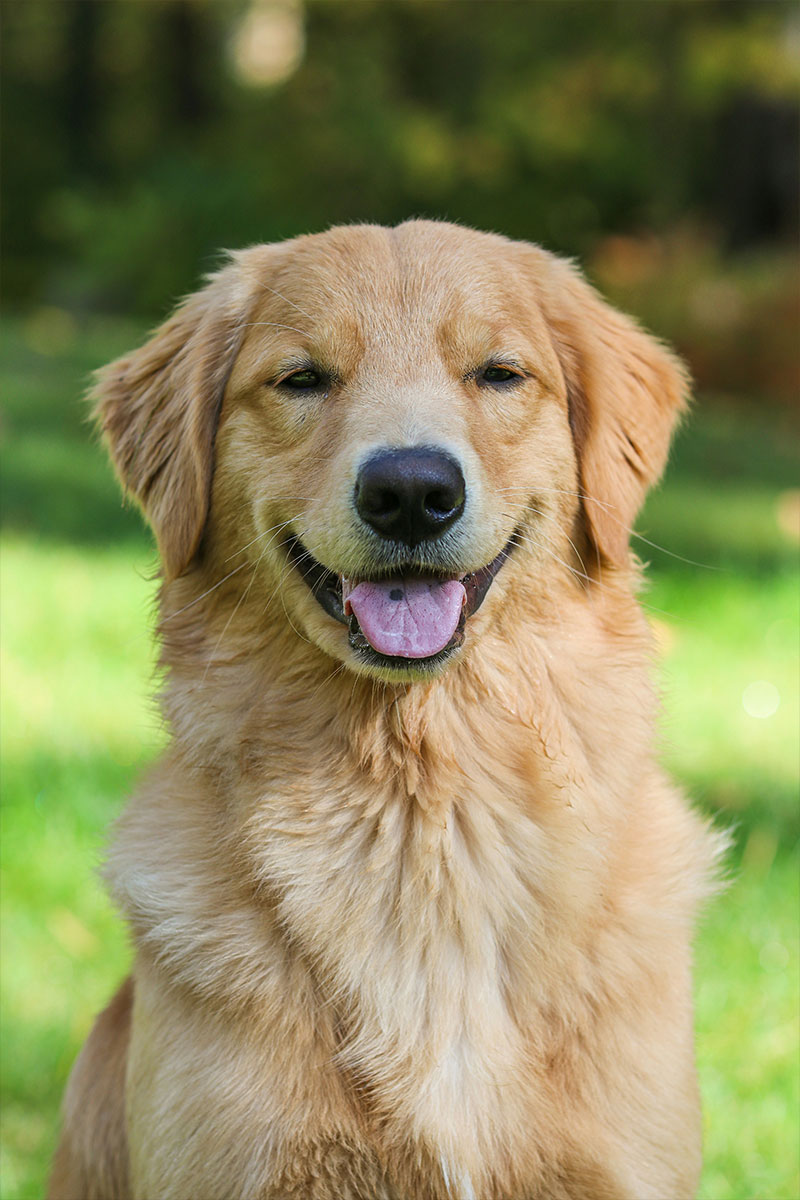 Resources Adirondack Veterinary Hospital