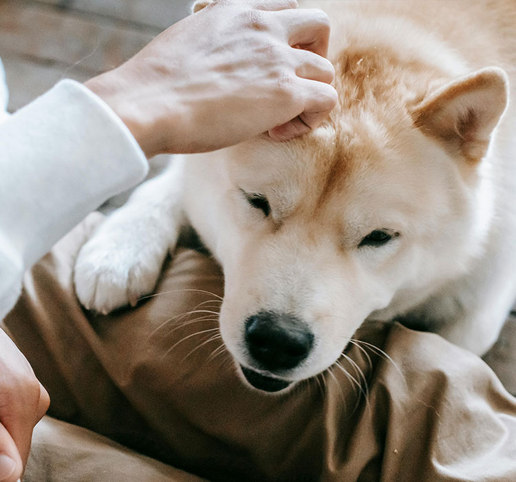 Senior Pet Care Matters Adirondack Veterinary Hospital