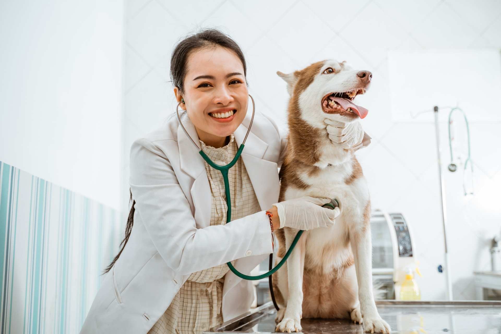 Senior Pet Exam Adirondack Veterinary Hospital