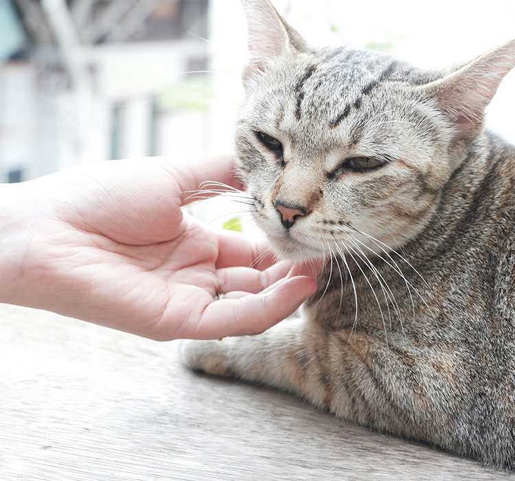 Neutering Your Pet Adirondack Veterinary Hospital