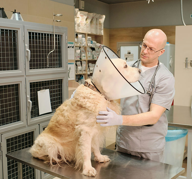  Veterinary Imaging Adirondack Veterinary Hospital.jpg