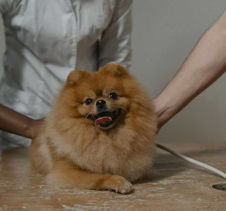 a Sick Pet Visit Adirondack Veterinary Hospital