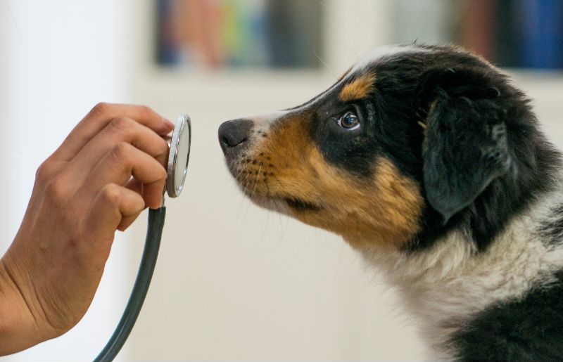 Puppy sniffing a stethoscope
