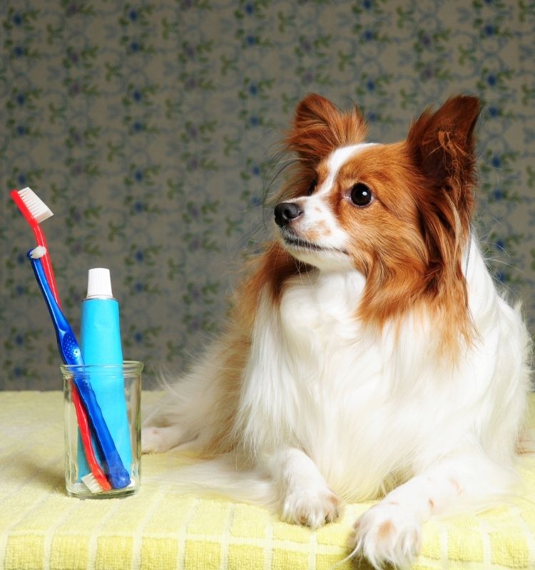 Jack Russell getting teeth cleaned