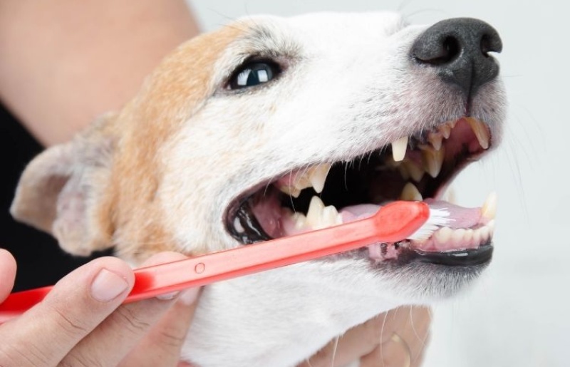 Jack Russell getting teeth cleaned