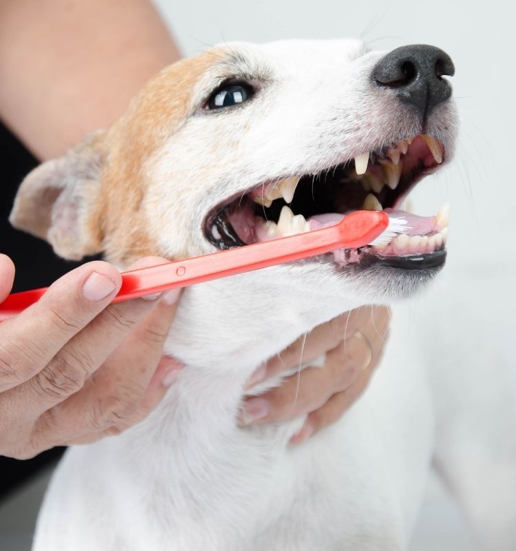 Jack Russell getting teeth cleaned